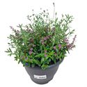 Bild von TP26 Fall Breeze Diverse mixen